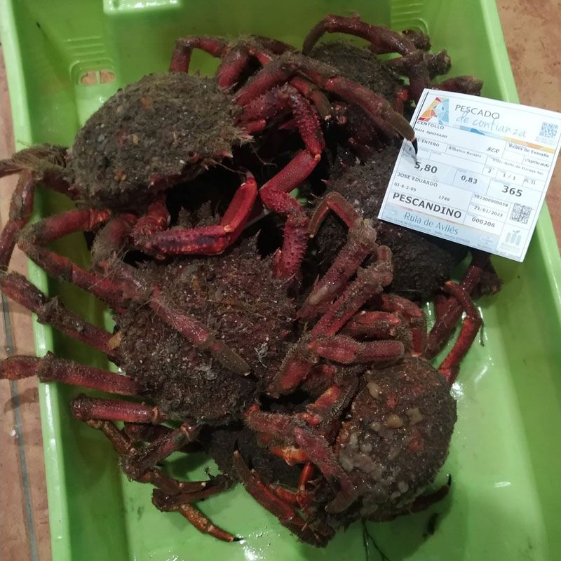 pescandinos-pescados-y-mariscos-candas-12